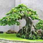Bonsai – Hoa – Cây cảnh nghệ thuật